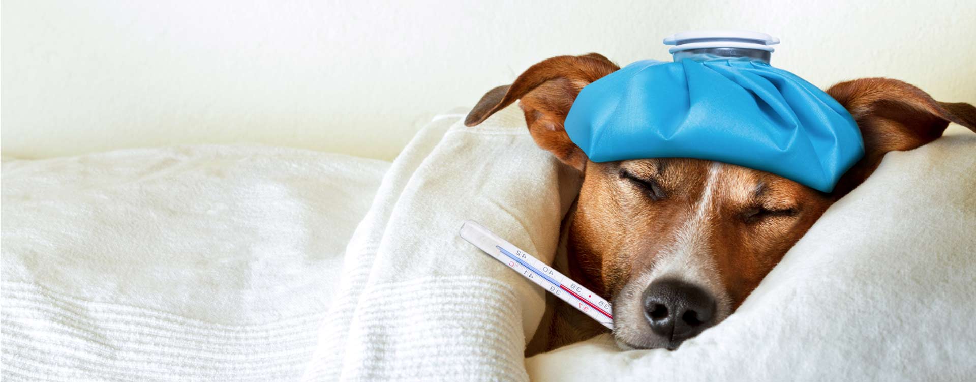Veterinarian Home